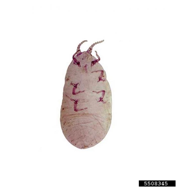 Red Pine Scale Vermont Invasives